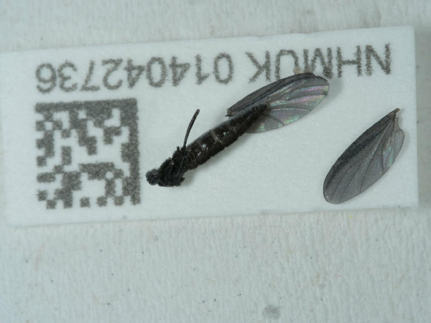 Schwenckfeldina