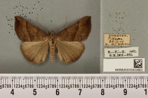 Hypena proboscidalis (Linnaeus, 1758) - NHMUK_010422802_536284