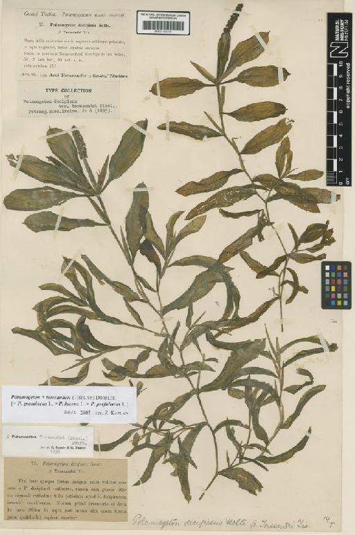 Potamogeton × torssanderi (Tiselius) Dörfl. - BM001191018