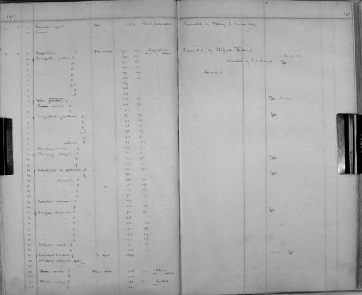 Dasypus vellerosus pannosus Thomas 1902 - Zoology Accessions Register: Mammals: 1899 - 1903: page 145