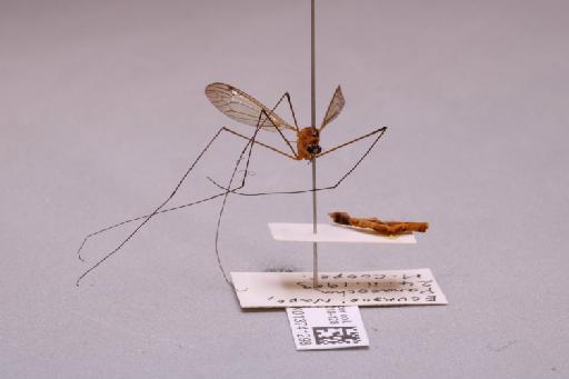 Tipulidae Latreille, 1802 - 013741298_additional_4