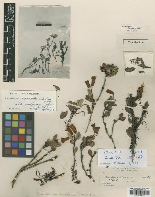 Rhododendron correoides J.J.Sm. - BM000996774