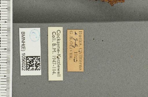 Aglais urticae ab. semiichnusoides Pronin, 1928 - BMNHE_1056022_label_45353