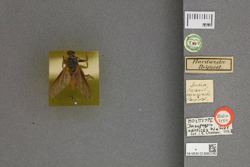 Dasypogon aphrices Walker, 1849 - 014585340_dorsal_labels