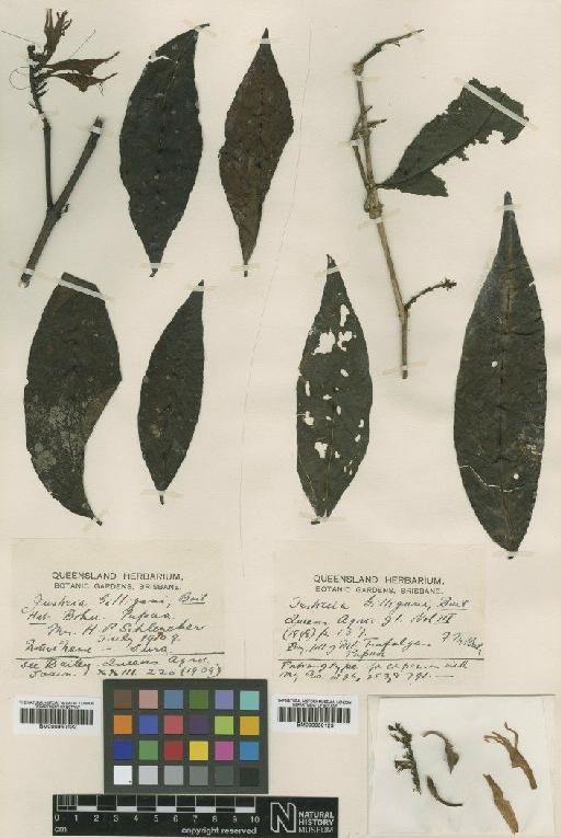 Graptophyllum gilligani (Baill.) S.Moore - BM000950122
