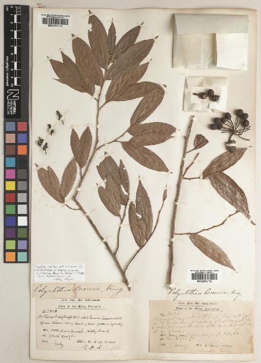 Polyalthia cauliflora Hook.f. & Thomson - BM000753752