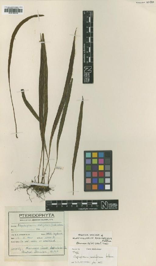 Elaphoglossum resiniferum Holttum - BM001066186