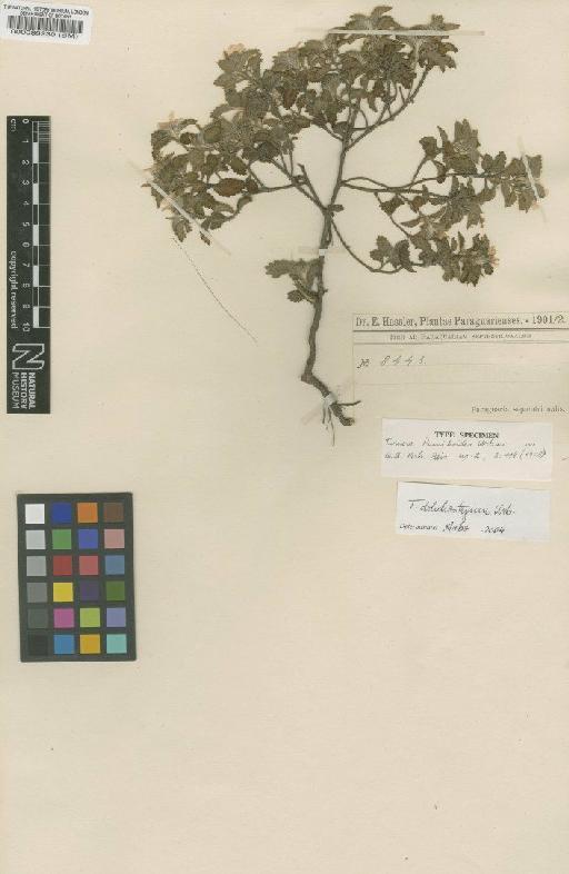 Turnera pulmileoides Urb. - BM000089230