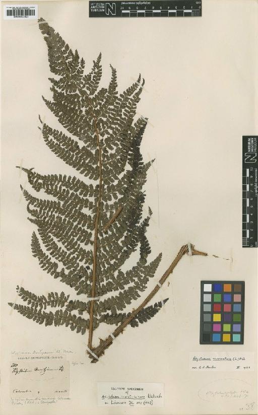 Polystichum muricatum (L.) Fée - BM000937901