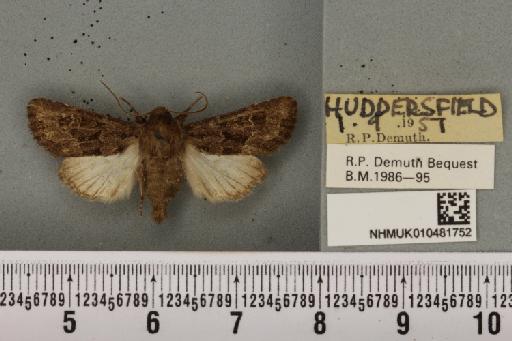 Luperina testacea (Denis & Schiffermüller, 1775) - NHMUK_010481752_596414