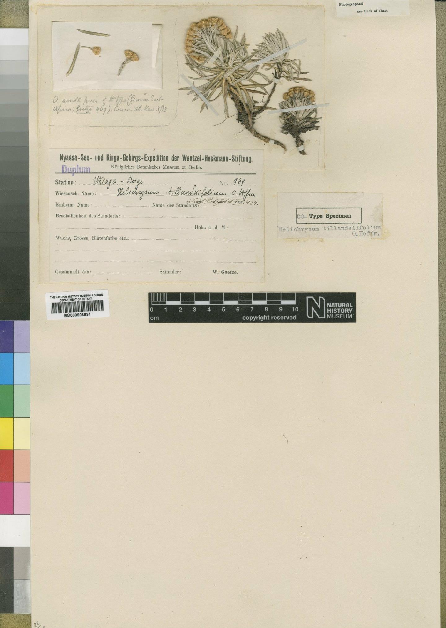 To NHMUK collection (Helichrysum tillandsiifolium O.Hoffm.; TYPE; NHMUK:ecatalogue:4529040)