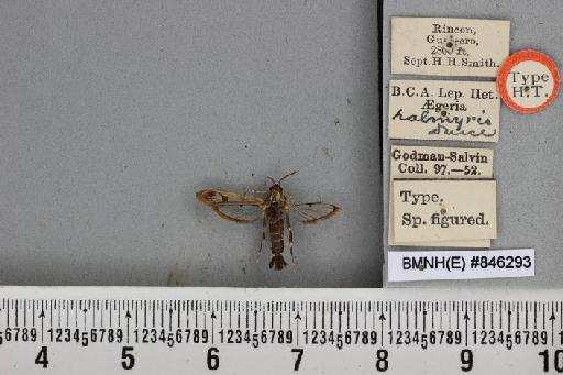 Aegeria halmyris Druce, 1889 - BMNH(E) 846293 Aegeria halmyris Druce HT ventral and labels