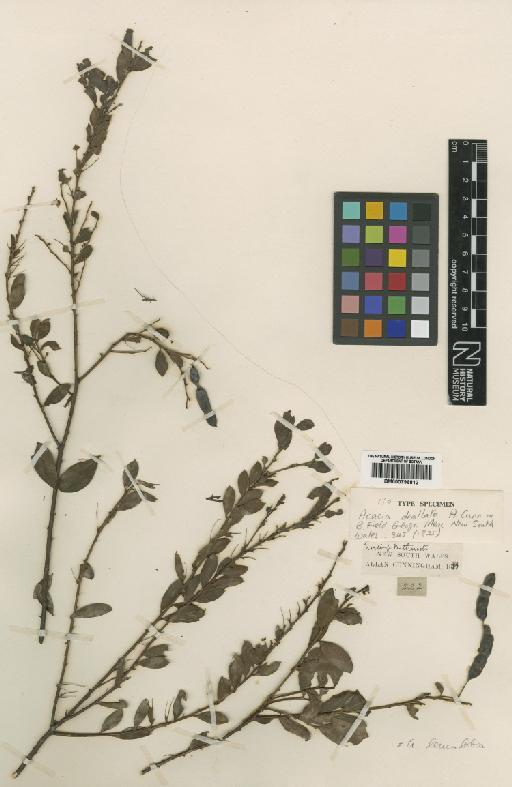 Acacia leucolobia Sweet - BM000796812