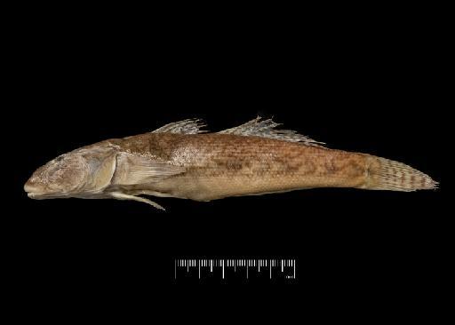 Gobius mexicanus Günther, 1861 - BMNH 1856.4.17.41-42, SYNTYPES, Gobius mexicanus b