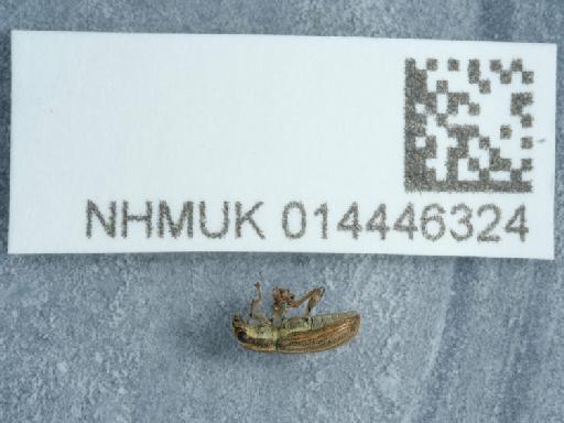 Sitona lineatus (Linnaeus, 1758) - 014446324_01