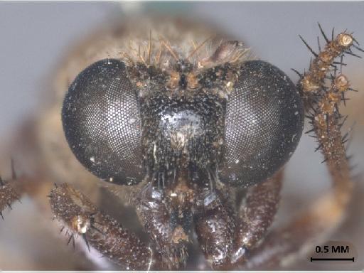 Anypodetus maculipennis Ricardo, 1925 - 013445833_anterior_head