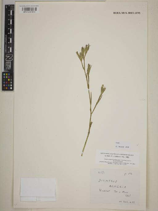 Dianthus armeria L. - BM013391873