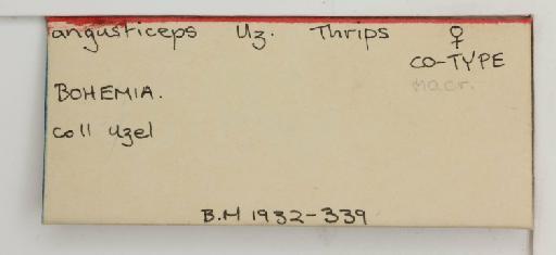 Thrips angusticeps Uzel, 1895 - 014250509_additional
