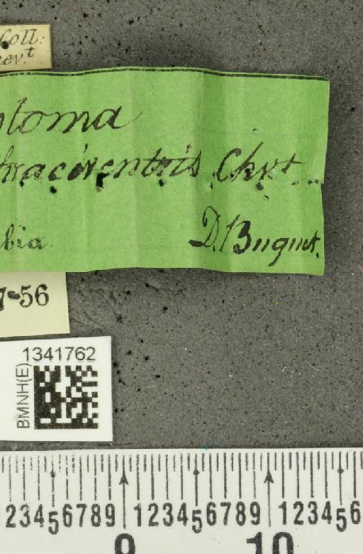 Gynandrobrotica xanthoptera (Baly, 1886) - BMNHE_1341762_label_23472