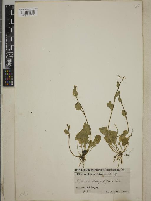 Cardamine chenopodifolia Pers. - BM012558575