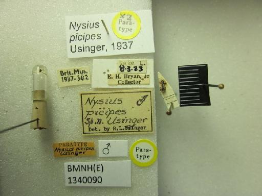 Nysius picipes Usinger, 1937 - Nysius picipes-BMNH(E)1340090-Paratype male dorsal & labels