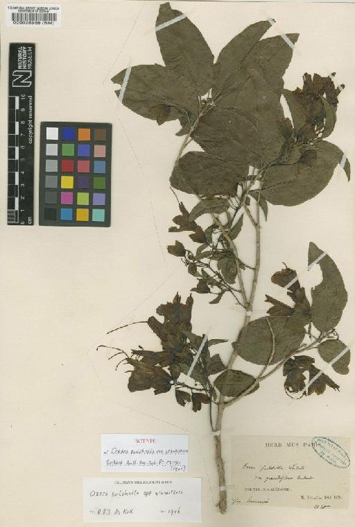 Oxera pulchella var. grandiflora (Dubard) de Kok - BM000028939