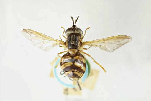 Chrysotoxum graecum Walker, 1852 - Chrysotoxum graecum ST female dorsal