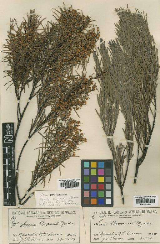 Acacia boormanii Maiden - BM000796716
