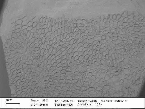 Iyarispora chiass Martha et al., 2019 - PI BZ 7908 - Iyarispora chiass