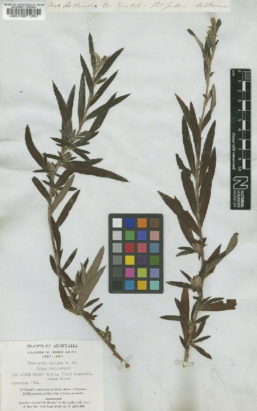 Hibbertia saligna R.Br. - BM000574397