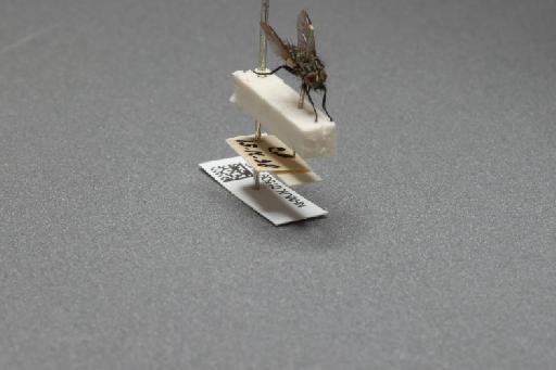 Sarcophaga (Myorhina) nigriventris Meigen, 1826 - 015091843_additional_4