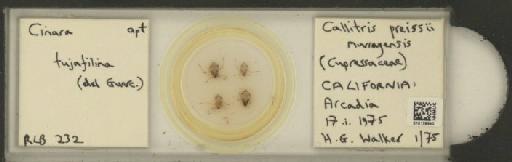Cinara (Cupressobium) tujafilinus Del Guercio, 1909 - 010129840_112974_1093875