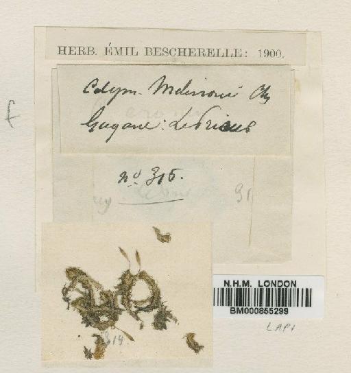 Calymperes melinonii Müll.Hal. ex Besch. - BM000855299