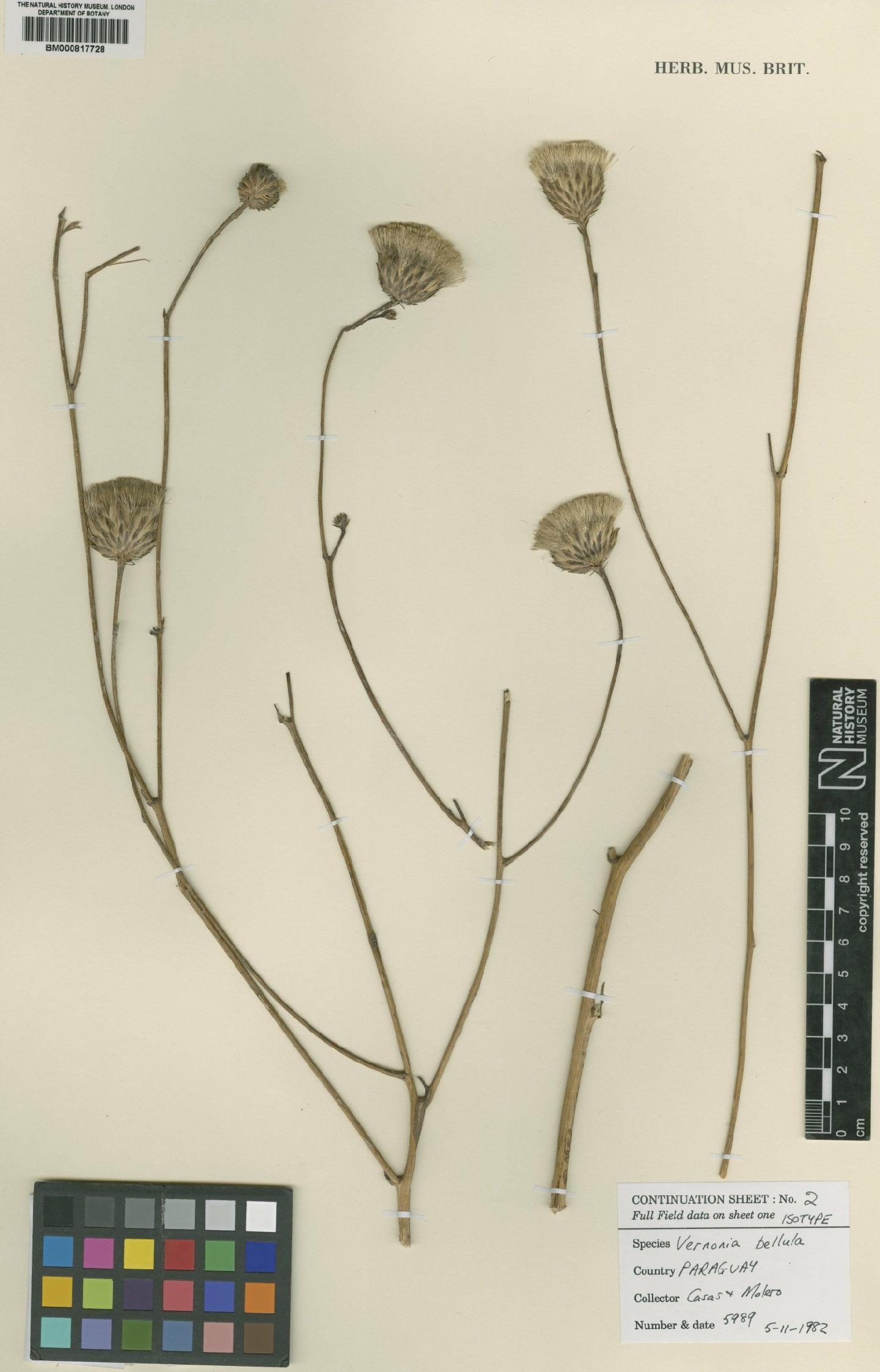 To NHMUK collection (Vernonia bellula Dematteis; Isotype; NHMUK:ecatalogue:4577162)