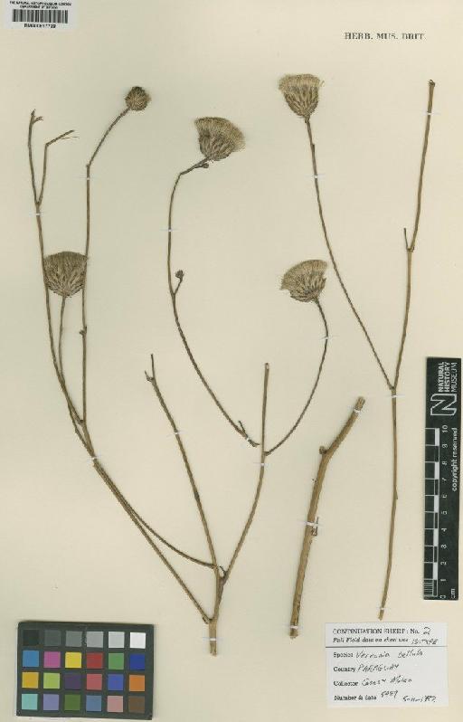Vernonia bellula Dematteis - BM000817728