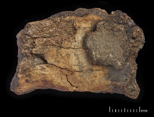 Scelidotherium leptocephalum Owen, 1840 - NHMUK PV M 82206 Boxed Fragment E2.tif