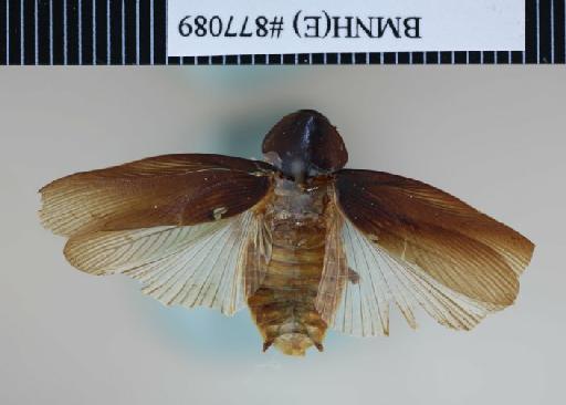 Panchlora tenebrigera Walker, 1868 - Panchlora tenebrigera Walker, F, 1868, female, holotype, dorsal. Photographer: Aging Wang. BMNH(E)#877089