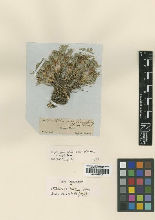 Astragalus plumosus Willd. - BM000885176