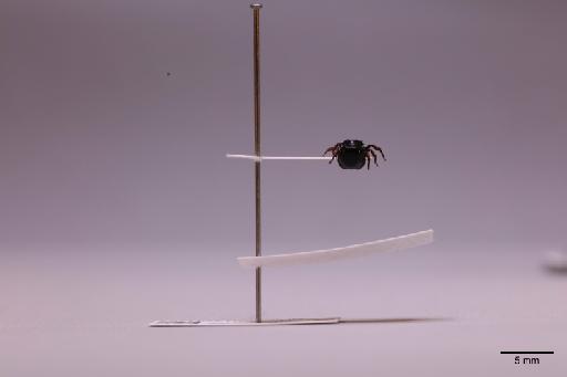 Formicidae Latreille, 1809 - 013741753_lateral