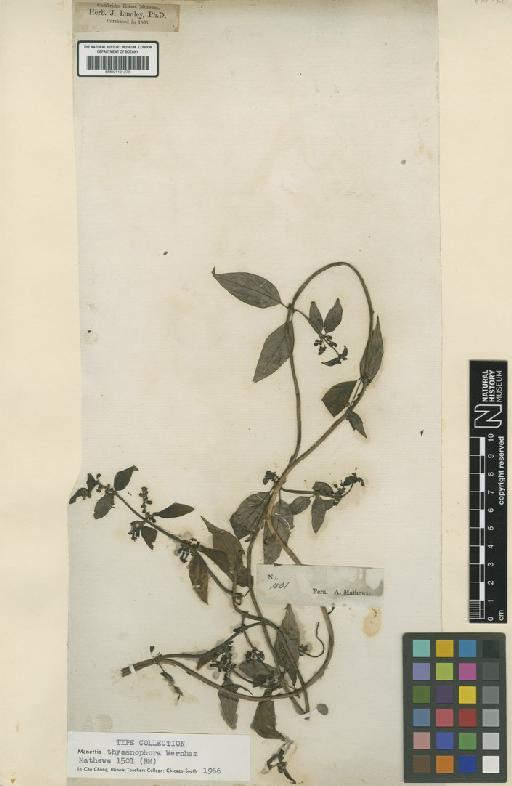 Manettia thysanophora Wernham - BM001191278