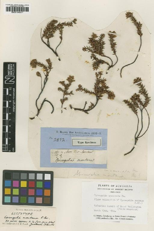 Sprengelia incarnata Sm. - BM001040227