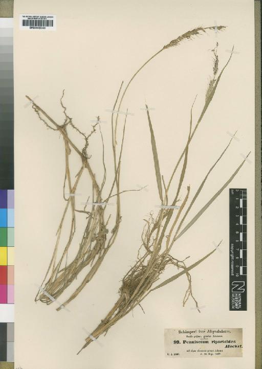 Pennisetum macrourum Trin. - BM000923345