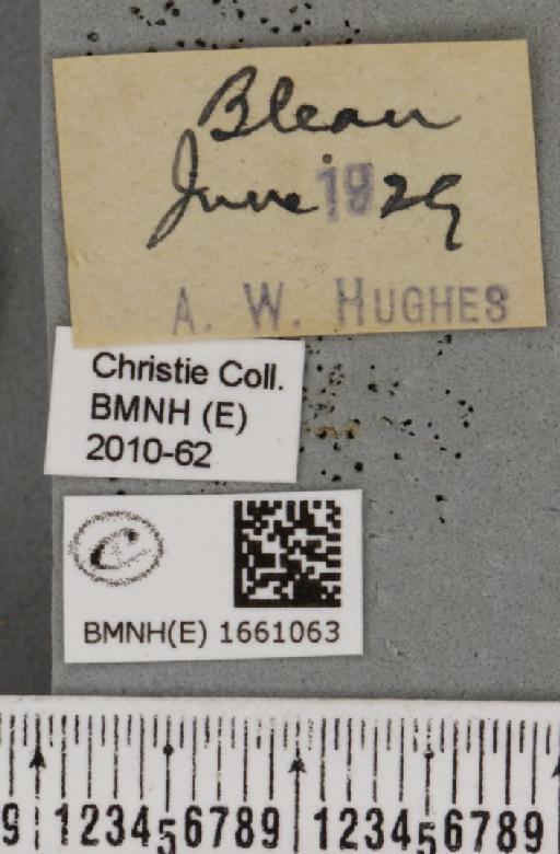 Cybosia mesomella (Linnaeus, 1758) - BMNHE_1661063_label_284746