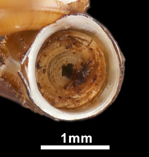 Cyclophorus molleri Nobre, 1886 - Cyclophorus molleri Nobre, 1886 - LECTOTYPE - 1898.1.22.10