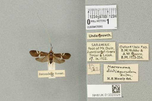 Macrostemum distinguendum (Ulmer, 1905) - 013323325_761495_1751273