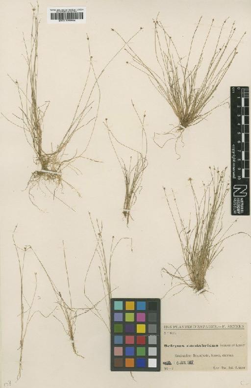 Scirpus cantabricus Sennen & Ed.Leroy - BM001066964