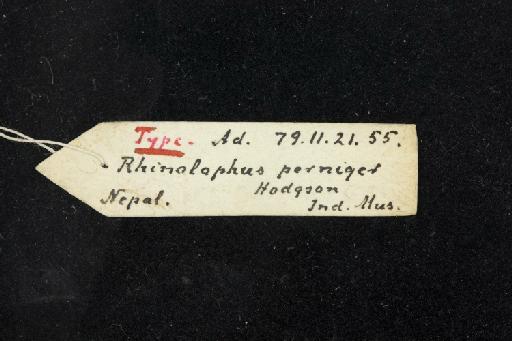 Rhinolophus perniger Hodgson, 1843 - 1879_11_21_55-Rhinolophus_perniger-Holotype-Skull-label