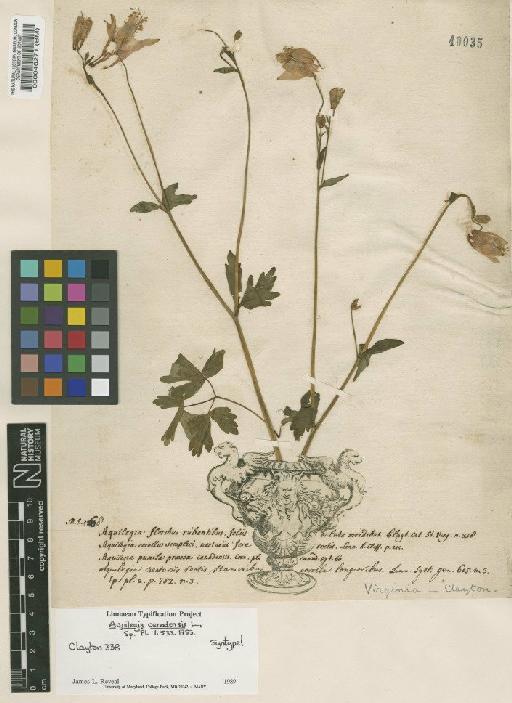 Aquilegia canadensis L. - BM000040271