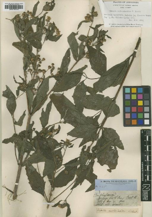 Wedelia verbesinoides Benth. ex F.Muell. - BM001053448