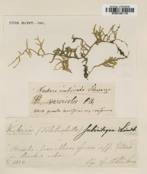 Papillaria subintegra (Lindb) Paris - BM000961125